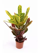 Кодиеум пестролистный Экселент - Codiaeum variegatum 'Excellent' D14 H50