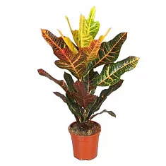 Кодиеум пестролистный Экселент - Codiaeum variegatum 'Excellent' D17 H60