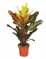 Кодиеум пестролистный Экселент - Codiaeum variegatum 'Excellent' D17 H60