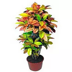 Кодиеум пестролистный Экселент - Codiaeum variegatum 'Excellent' D27 H100