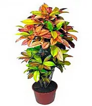 Кодиеум пестролистный Экселент - Codiaeum variegatum 'Excellent' D27 H100