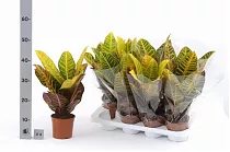 Кодиеум Петра - Kodieum Varigatum Petra D15 H45