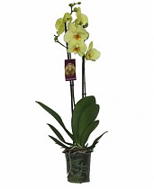 Фаленопсис Detroit 2 цветоноса - Phalaenopsis D12 H60