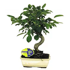 Яблоня цветущий бонсай - Bonsai Malus D15 H30