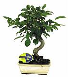 Яблоня цветущий бонсай - Bonsai Malus D15 H30