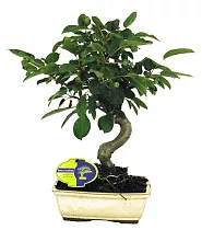 Яблоня цветущий бонсай - Bonsai Malus D15 H30