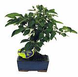 Яблоня цветущий бонсай - Bonsai Malus D14 H35