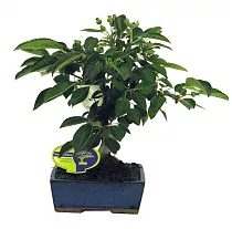 Яблоня цветущий бонсай - Bonsai Malus D14 H35
