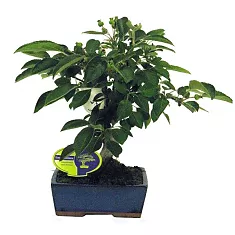 Яблоня цветущий бонсай - Bonsai Malus D14 H35