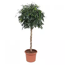 Фикус Бенджамина Миднайт Леди - Ficus Midnight Lady D40 H170