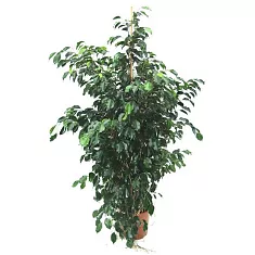 Фикус Бенджамина Миднайт Леди - Ficus benjamina Midnight Lady D35 H150