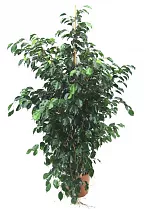 Фикус Бенджамина Миднайт Леди - Ficus benjamina Midnight Lady D35 H150