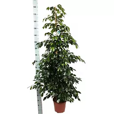 Фикус Бенджамина Миднайт Леди - Ficus benjamina Midnight Lady D35 H180