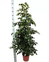 Фикус Бенджамина Миднайт Леди - Ficus benjamina Midnight Lady D35 H180