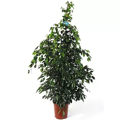 Фикус Бенджамина Миднайт Леди - Ficus benjamina Midnight Lady  D35 H170