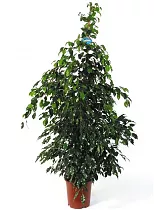 Фикус Бенджамина Миднайт Леди - Ficus benjamina Midnight Lady  D35 H170
