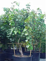 Киви (Актинидия) - Actinidia D50 H200