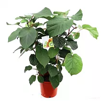 Киви (Актинидия) - Actinidia D16 H80