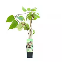 Киви (Актинидия) - Actinidia D12 H40