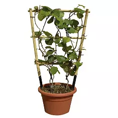 Киви (Актинидия) - Actinidia D14 H50