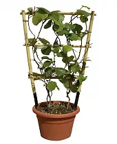 Киви (Актинидия) - Actinidia D14 H50