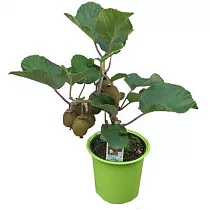 Киви (Актинидия) - Actinidia D12 H25