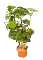 Киви (Актинидия) - Actinidia D15 H60