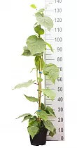 Киви (Актинидия) - Actinidia D21 H140