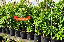 Киви (Актинидия) - Actinidia D32 H180