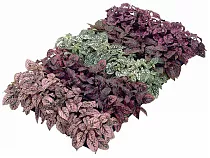 Гипоэстес листоколосниковый - Hypoestes phyllostachya D10 H10