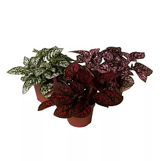 Гипоэстес листоколосниковый - Hypoestes phyllostachya D10 H15