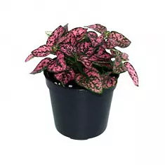 Гипоэстес листоколосниковый - Hypoestes phyllostachya D8 H10