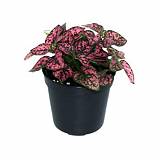 Гипоэстес листоколосниковый - Hypoestes phyllostachya D8 H10