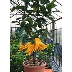 Рука Будды или Цитрон пальчатый - Citrus medica D22 H85