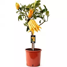 Рука Будды или Цитрон пальчатый  - Citrus medica D24 H100