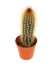 Клейстокактус изумрудный - Cleistocactus smaragdiflorus D15 H40