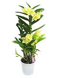 Дендробиум Нобиле желтый - Dendrobium nobile D12 H40