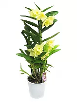 Дендробиум Нобиле желтый - Dendrobium nobile D12 H40