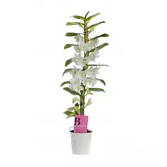 Дендробиум Нобиле белый - Dendrobium nobile D12 H50