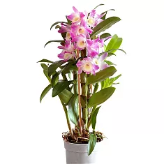 Дендробиум Нобиле розовый - Dendrobium nobile D12 H55