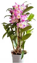 Дендробиум Нобиле розовый - Dendrobium nobile D12 H55