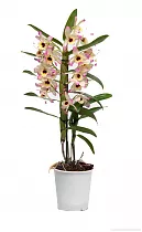 Дендробиум Нобиле чайный - Dendrobium nobile D12 H40