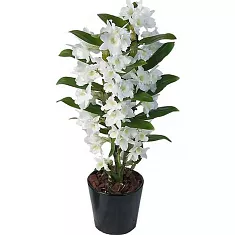 Дендробиум Нобиле белый - Dendrobium nobile D14 H50