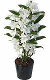 Дендробиум Нобиле белый - Dendrobium nobile D14 H50