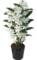 Дендробиум Нобиле белый - Dendrobium nobile D14 H50