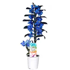 Дендробиум Нобиле Стар голубой - Dendrobium nobile D12 H40