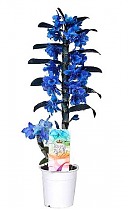 Дендробиум Нобиле Стар голубой - Dendrobium nobile D12 H40