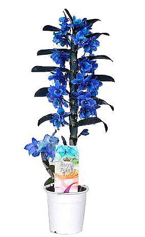 Дендробиум Нобиле Стар голубой - Dendrobium nobile D12 H40