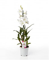 Дендробиум фаленопсис White Surprise - Dendrobium phalaenopsis 1 цветонос D12 H65