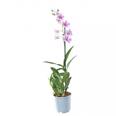 Дендробиум фаленопсис 'Sa-Nook' - Dendrobium phalaenopsis D12 H40
